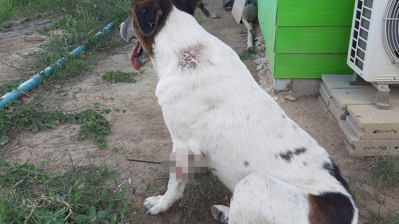 หดหู่ "น้องหมา" ถูกคนใจบาป ยิงลูกดอกเสียบขา ครางเจ็บ-อ้อนวอนช่วยเหลือ 