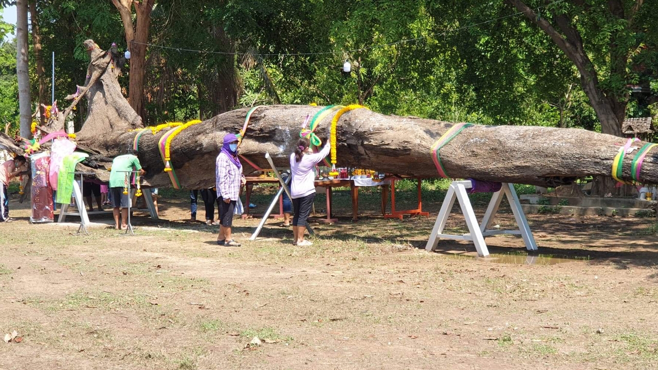 คนรักหวยรอวันที่ 16 พ.ค.63 ขอเลขเด็ดตะเคียนปากน้ำโพ ได้เลขมงคล เลขตอง