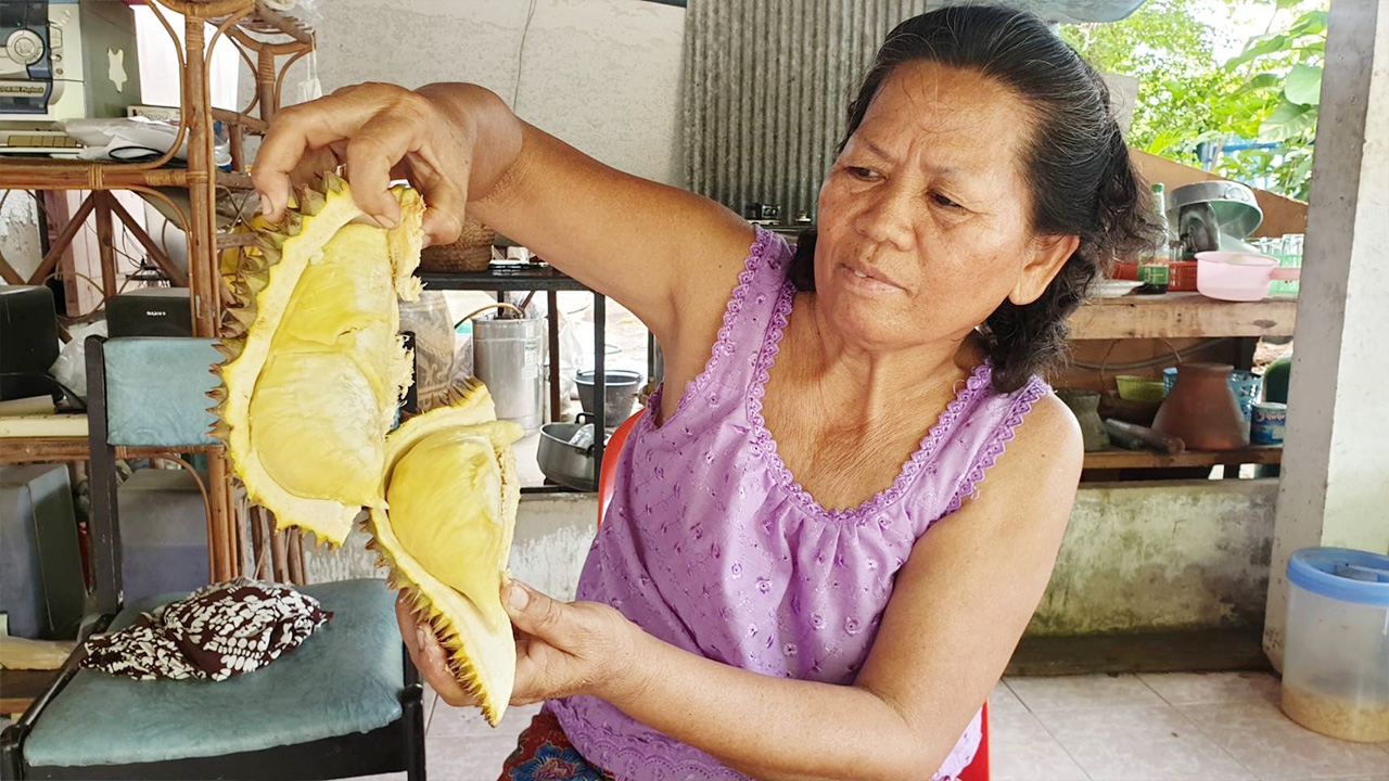 ทุเรียนสามชัยไดโนเสาร์ กาฬสินธุ์ เนื้อแน่น เปลือกบาง ไม่สั่งจองไม่ได้กิน 