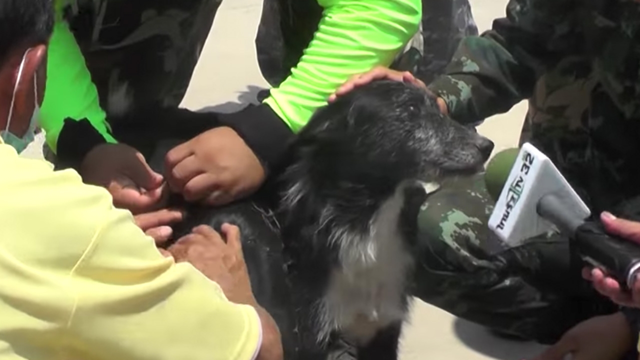 ชาวเน็ตอยากรู้อาการ น้องหมาหลงป่า ปีเตอร์ มอม หมี เป็นอย่างไร (คลิป)