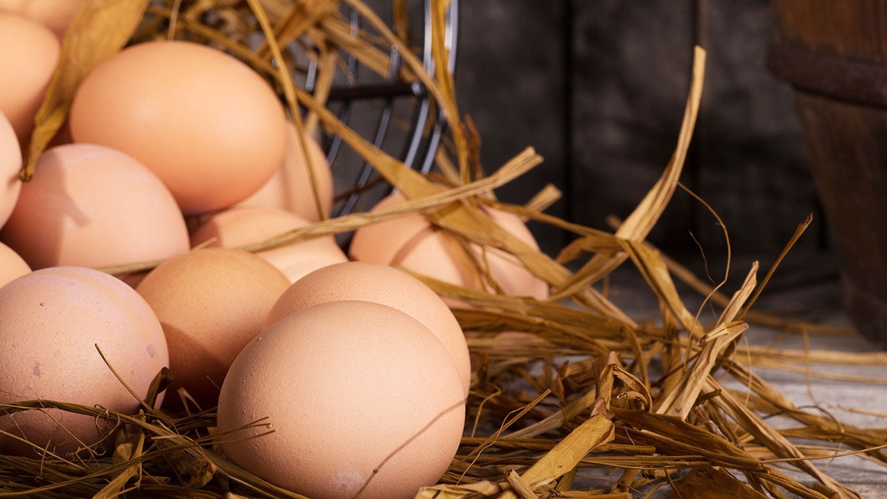 เปิดฟ้าภาษาโลก : I’m as sure as eggs is eggs.