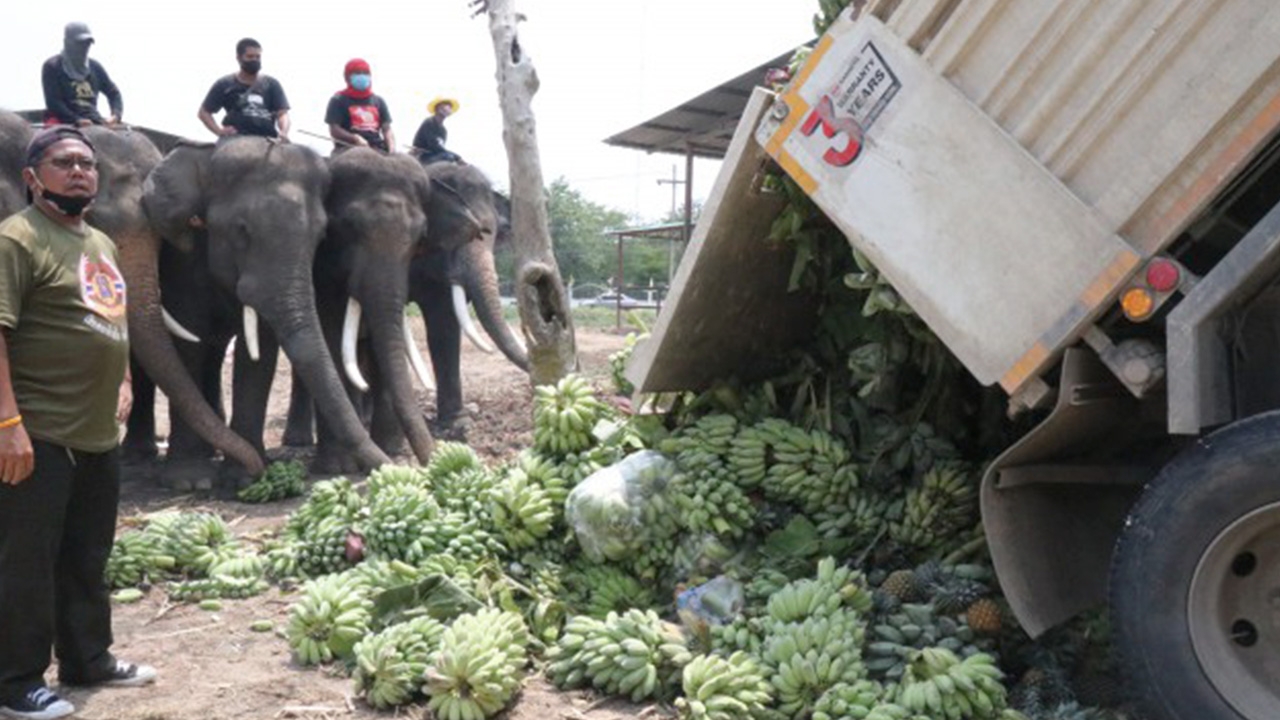 บิณฑ์-เอกพันธ์ และทีมฯ นำผักผลไม้เต็มพ่วง 18 ล้อช่วยช้างที่วังช้างอยุธยา