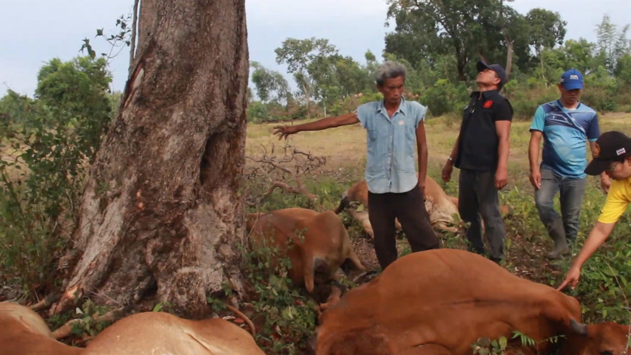 ลุงอุดรฯ สุดเสียดายฝนตกฟ้าผ่าวัวตายรวด 6 ตัว สูญ 2.7 แสน จำใจขายเป็นซาก