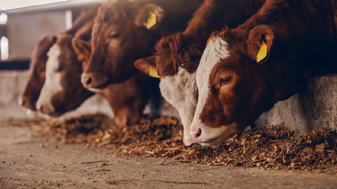 ตรวจสอบสถานะเกษตรกรผู้เลี้ยงสัตว์ เช็กเงื่อนไขแล้วรอรับเงิน 15,000 บาท