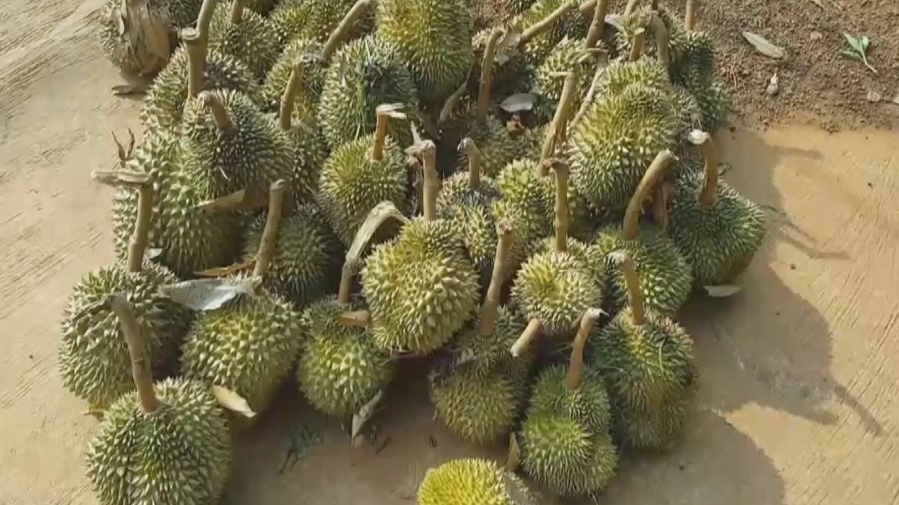 คนรักทุเรียนมีเศร้า พายุถล่มศรีสะเกษ ซัดทุเรียนภูเขาไฟร่วงเกลื่อน