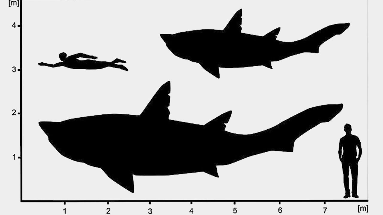 ฟอสซิลกระดูกฉลามยักษ์ยุคไดโนเสาร์