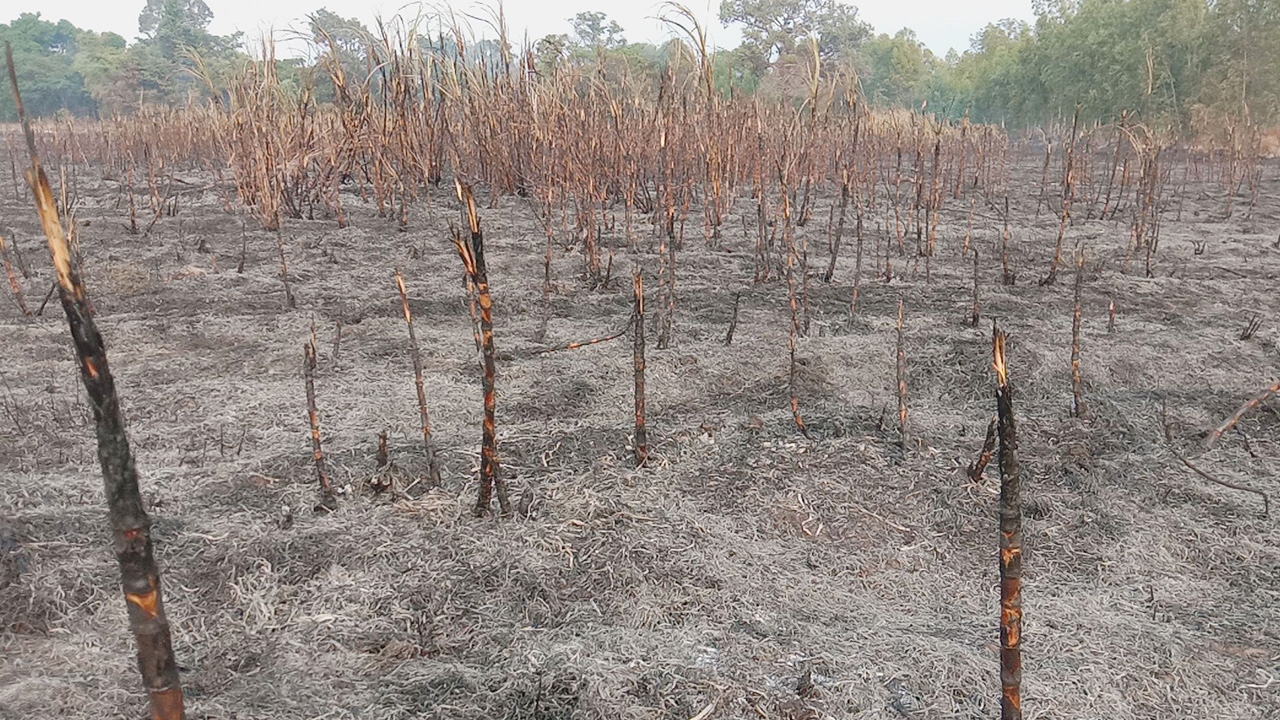 หนุ่มใหญ่เผาหญ้า ลามวอดไร่อ้อย สำลักควันสลบ ย่างสดดับสยอง