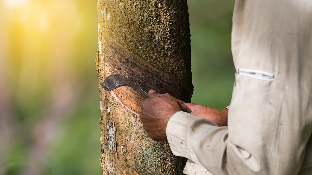 เตือนชาวสวนยาง เหลือเวลาขึ้นทะเบียน รับเงินเยียวยาเกษตรกรอีก 2 วัน
