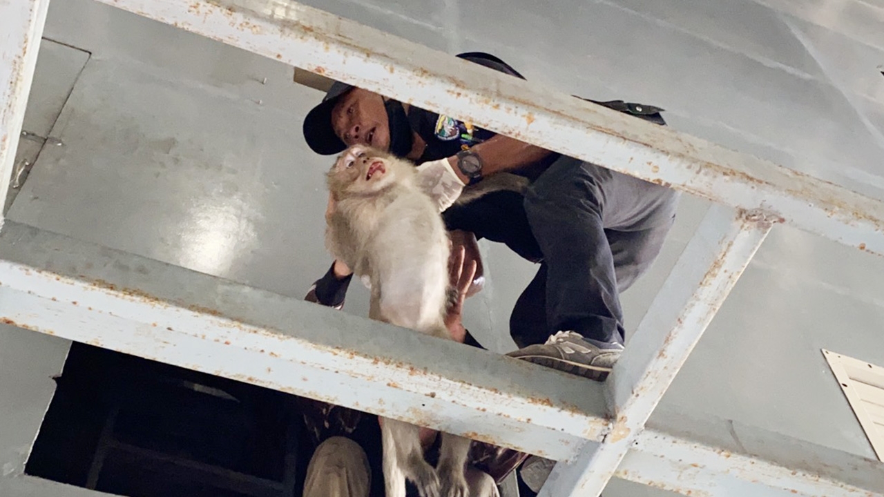 พัทยาวุ่น "ลิงแสม" จอมแสบ แอบขโมยกินทุเรียน ไล่จับนานกว่า 2 ชม.