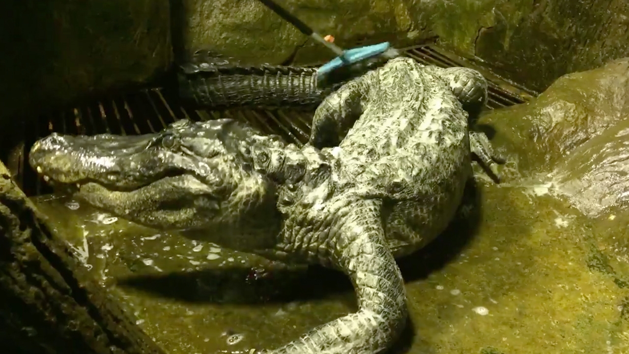 จระเข้เฒ่ารอดชีวิตระเบิดสงครามโลก 2 สิ้นอายุขัยแล้วอายุ 84 ปี