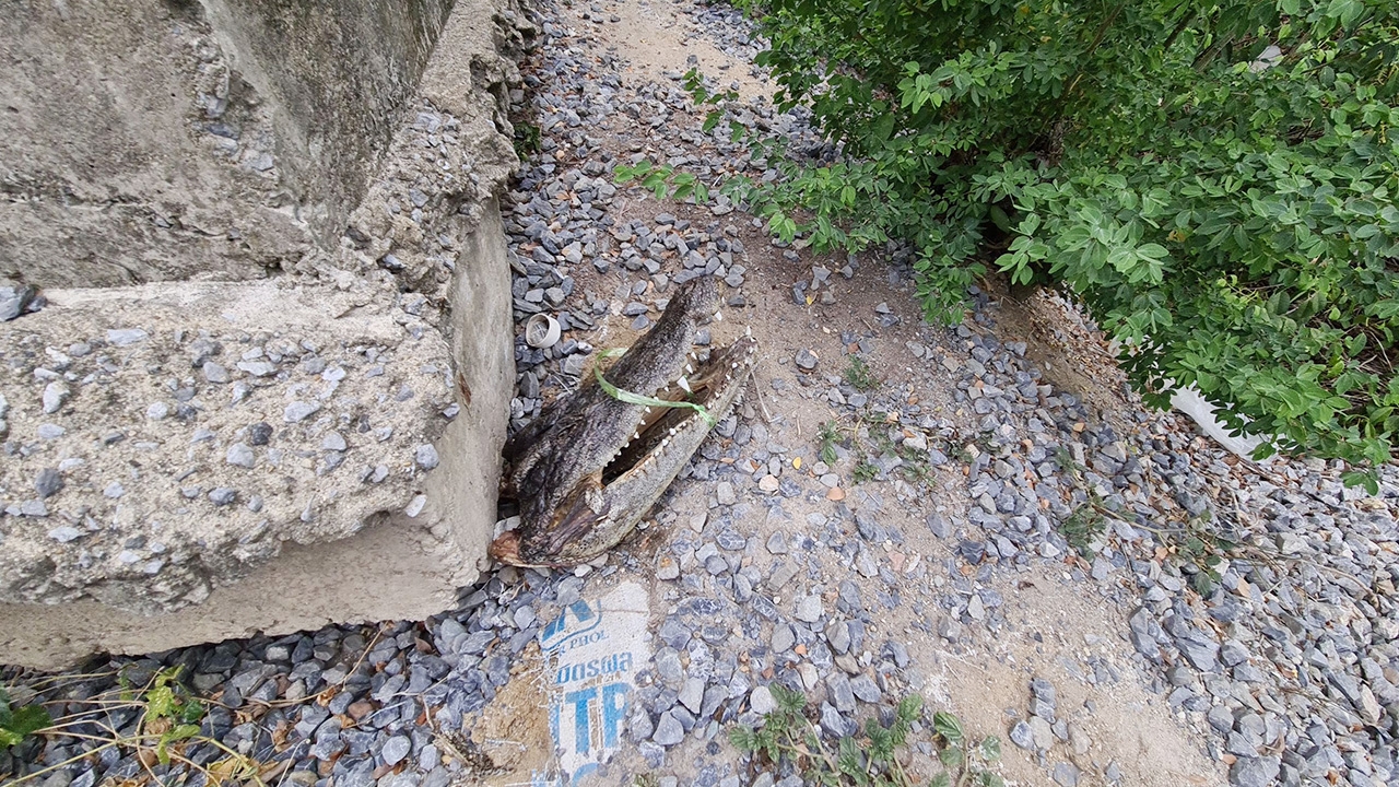 หนุ่มวิ่งป่าราบ ยืนปัสสาวะ ก้มลงเจอหัวจระเข้ เฝ้าดูกว่าวัน ถึงรู้มีแค่หัว