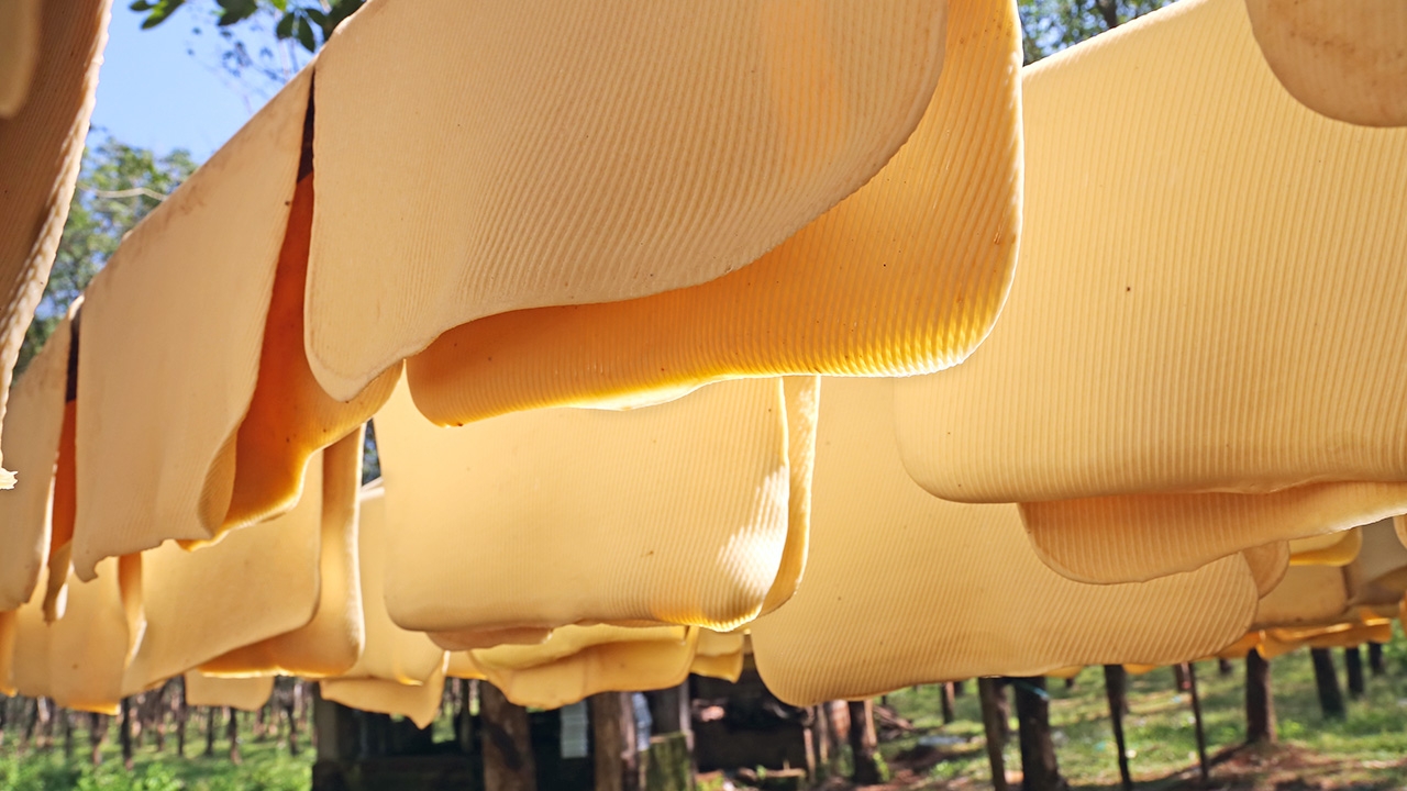 ตรวจสอบสิทธิ์ "เยียวยาเกษตรกร" ชาวสวนยาง 3 กลุ่มรับเงินวันไหน เช็กเลย