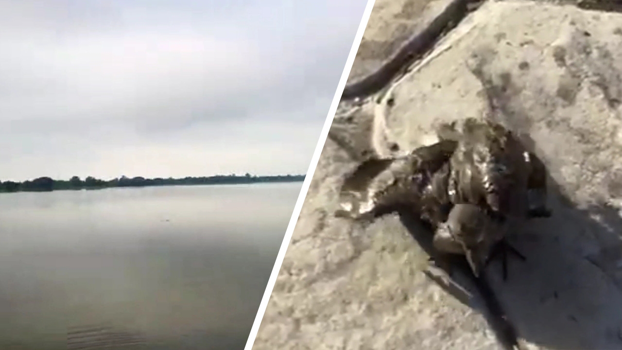 อดีต ตร.ยศ พ.ต.อ.ใจบุญ โดดช่วยนกตกน้ำกลางกว๊านพะเยา ขณะมาออกกำลัง