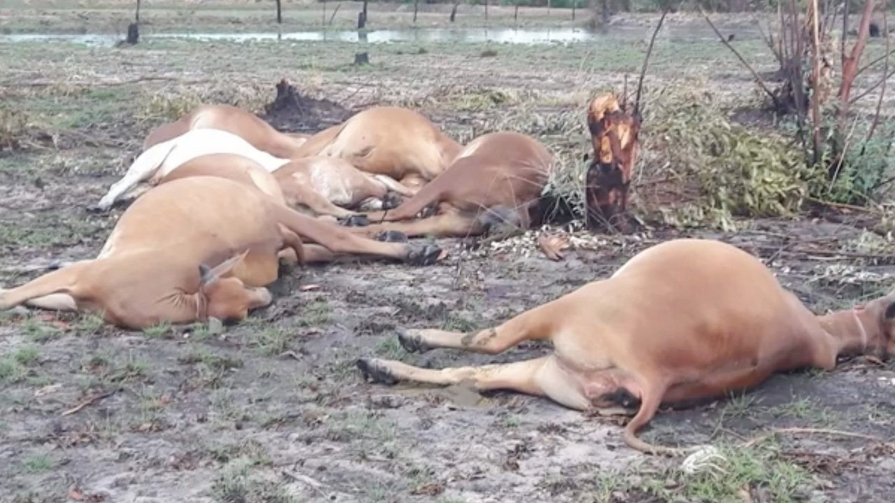 ฝนตกลมแรง ฟ้าผ่าวัวตาย 8 ตัว คนเลี้ยงเจ็บ 1 อีกคนนั่งหลบฝนรอดหวุดหวิด