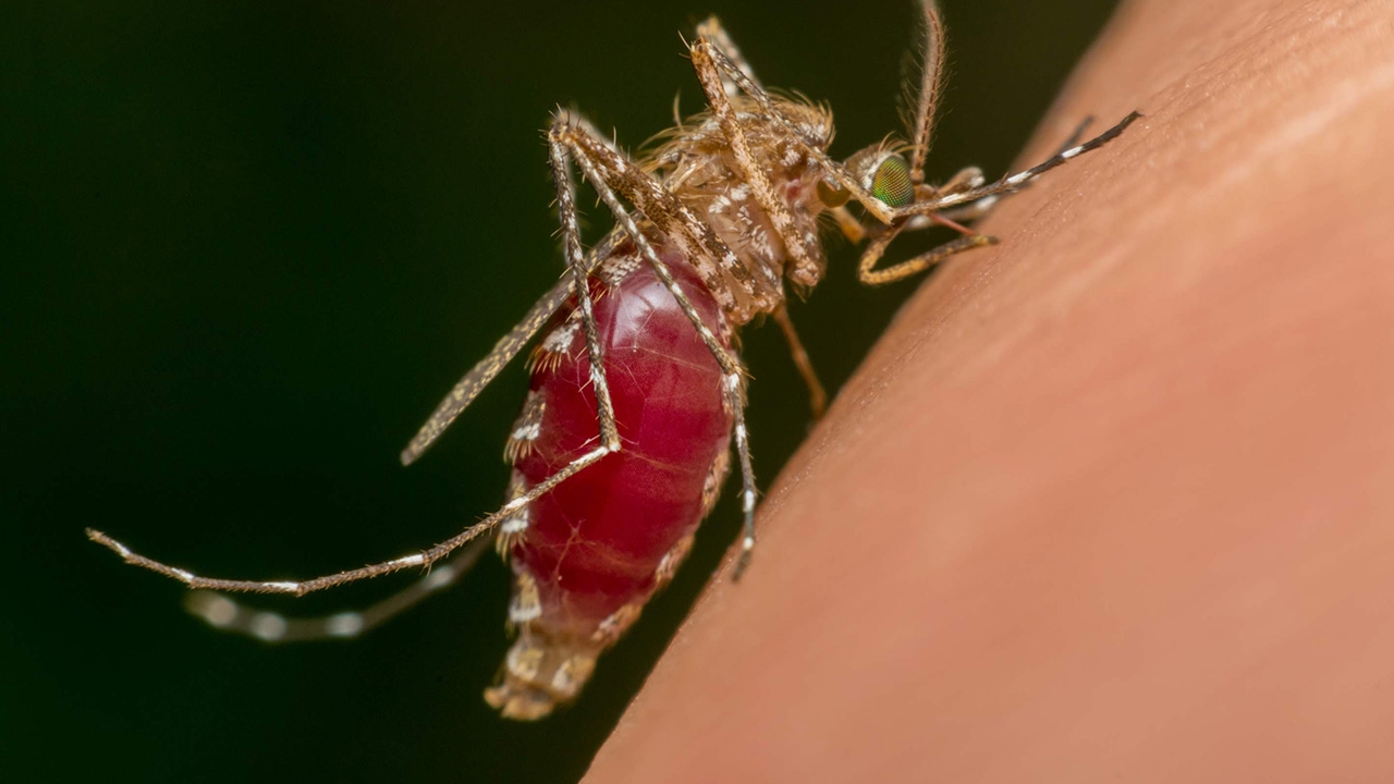 หมอเตือนฤดูฝนต้องเพิ่มความระวัง ไข้เลือดออก ไข้ชิคุนกุนยา กำลังมา 