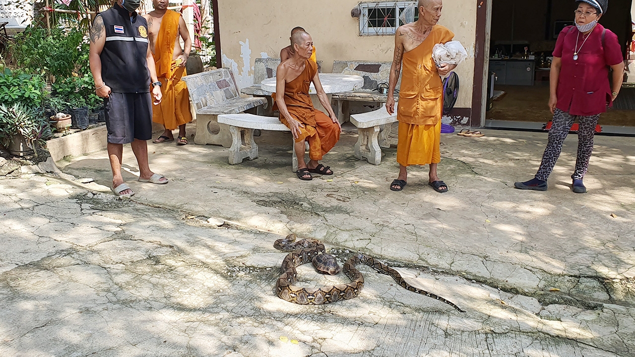'งู-เต่า' หนีร้อนมานอนหน้ากุฏิเจ้าอาวาส พลิกใต้ท้องมีเลข ถูกใจคอหวย