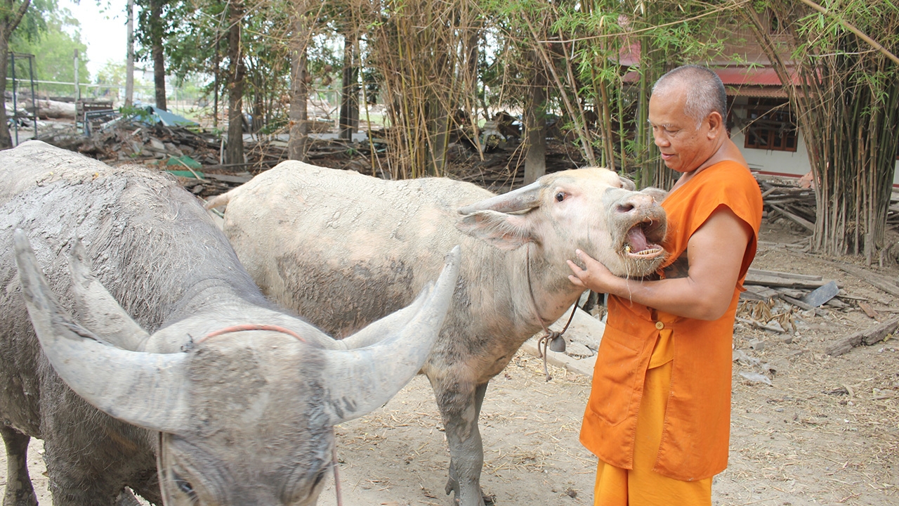 เจ้าอาวาสวัดบางภาษี เลี้ยงควายเผือก 8 ตัว หวังอนุรักษ์ให้คนรุ่นหลังดู