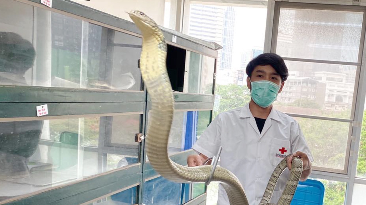 ชวนหาความรู้  "สวนงู สถานเสาวภา" มีไลฟ์สดผ่านเฟซบุ๊กชม งู ให้หายคิดถึง