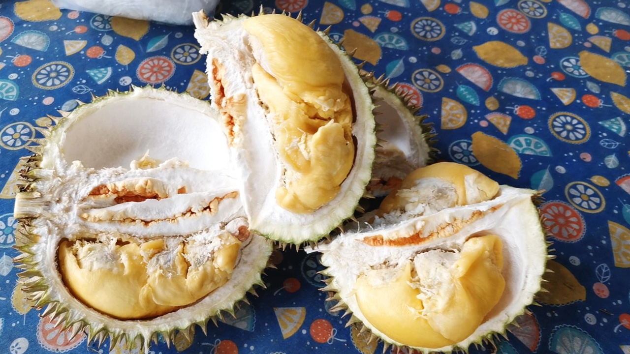 ครั้งหนึ่งในชีวิตต้องได้ชิม "ทุเรียนสาลิกาพังงา" หวาน มัน หอมแต่ไม่ฉุน