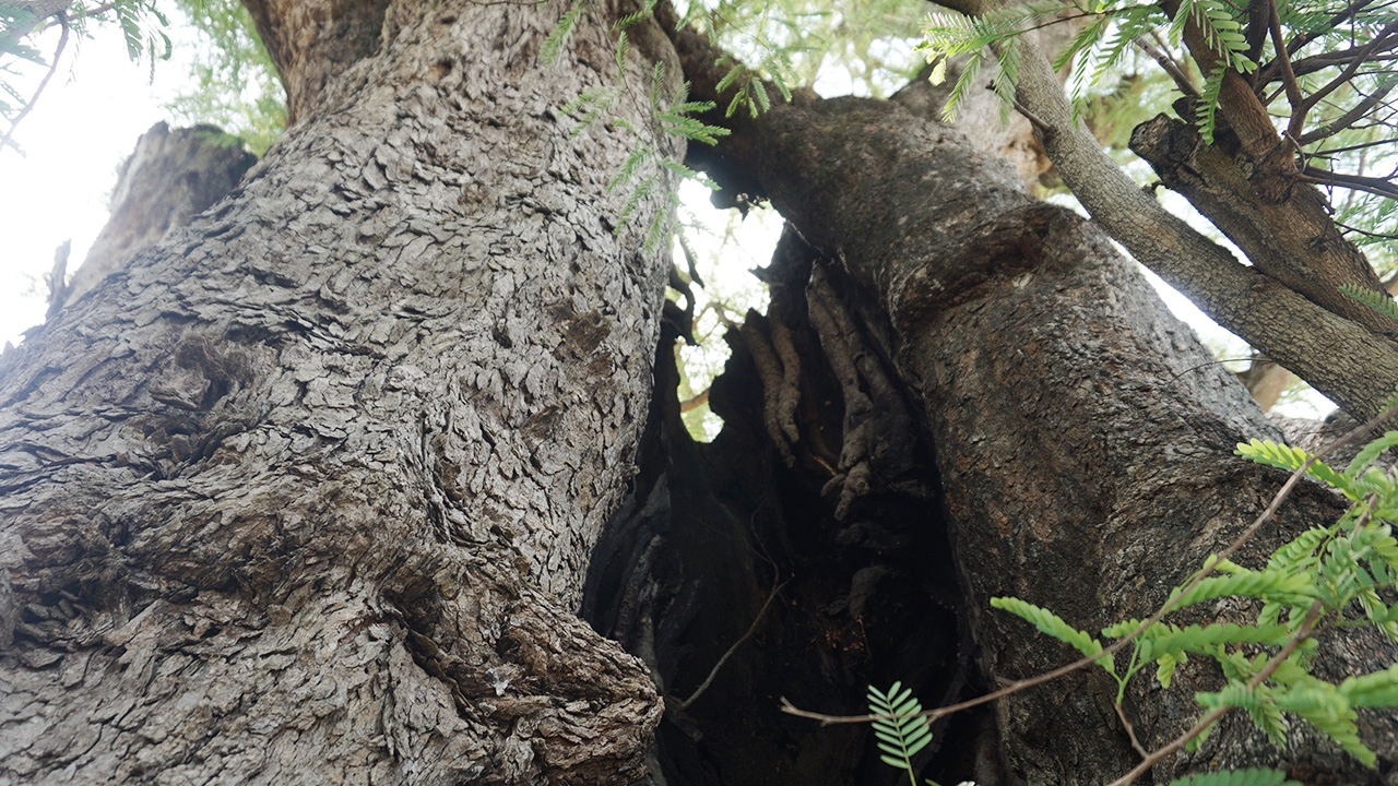 ให้โชคเป็นประจำ ส่อง "เลขเด็ด" ต้นมะขามยักษ์เก่าแก่ อายุกว่า 700 ปี