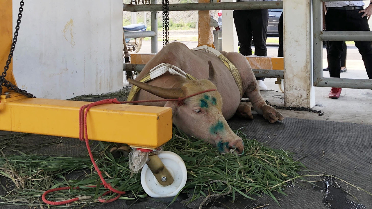 น้องภูเก็ต ควายเผือกโดนรถชน ถึงมือสัตวแพทย์ ม.อ. พบขาหักลุกยืนเองไม่ได้