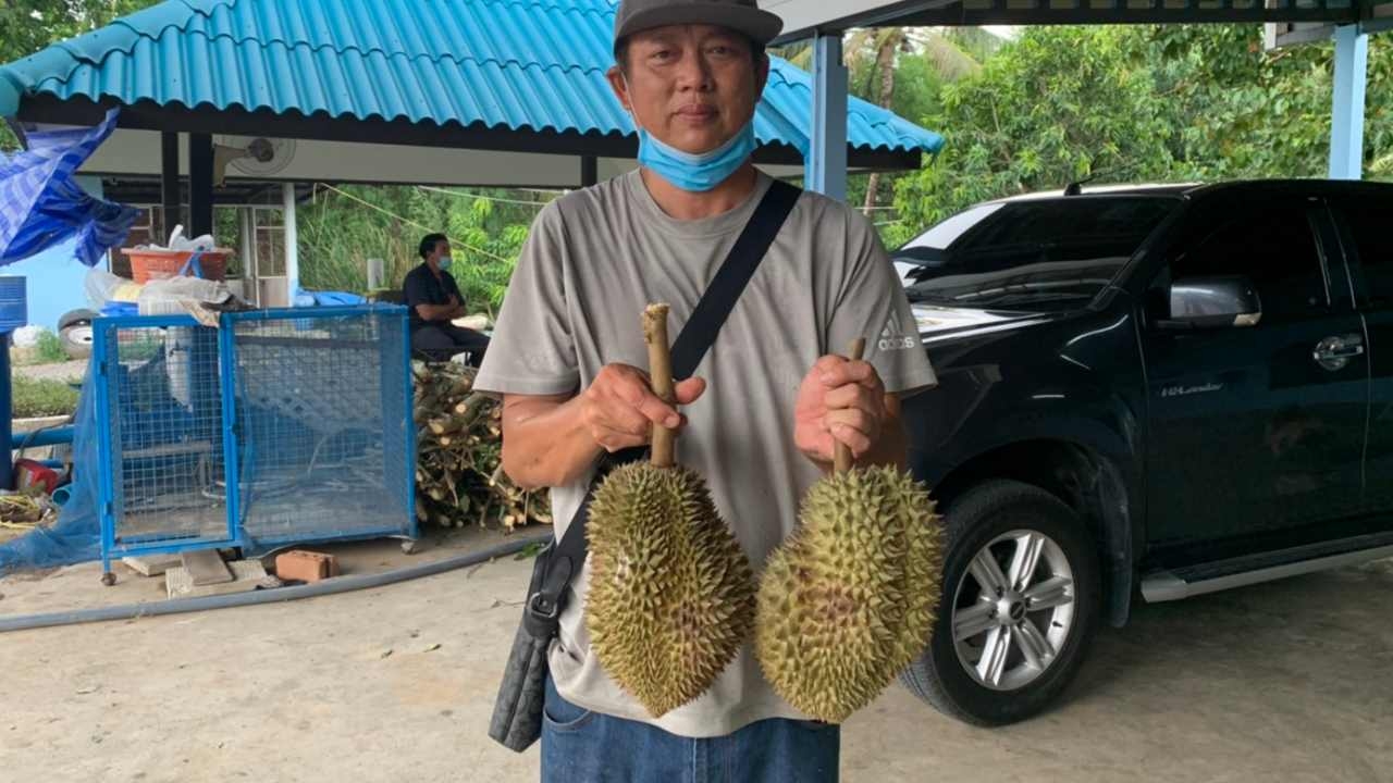 แห่เหมา "ทุเรียนหนองเสือ" ของดีปทุมธานี พบเป็นเชื้อรา หวั่นสูญพันธุ์