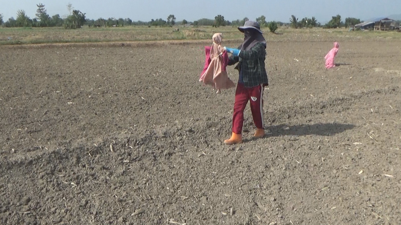 เกษตรกรแพร่ทำนาหว่านลดต้นทุน เจอนกลงจิกกินเมล็ดข้าว ต้องทำหุ่นไล่กาสู้