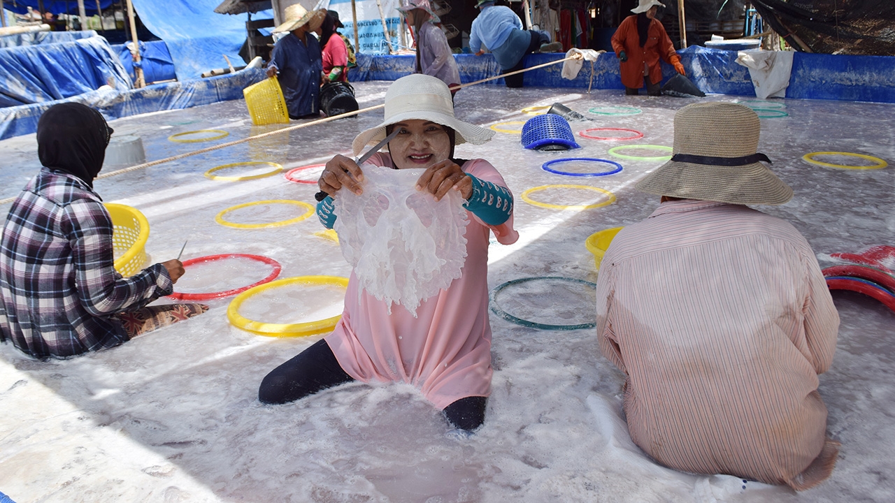 ประมงแห่ออกเรือ จับแมงกะพรุนจานทะเลกระบี่ ทำรายได้ลำละ 5-7 พันบาทต่อวัน