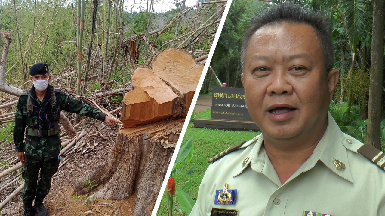 เด้งหัวหน้าอุทยานแห่งชาติน้ำตกพาเจริญ เซ่นพิษลักลอบตัดไม้สัก 100 ปี