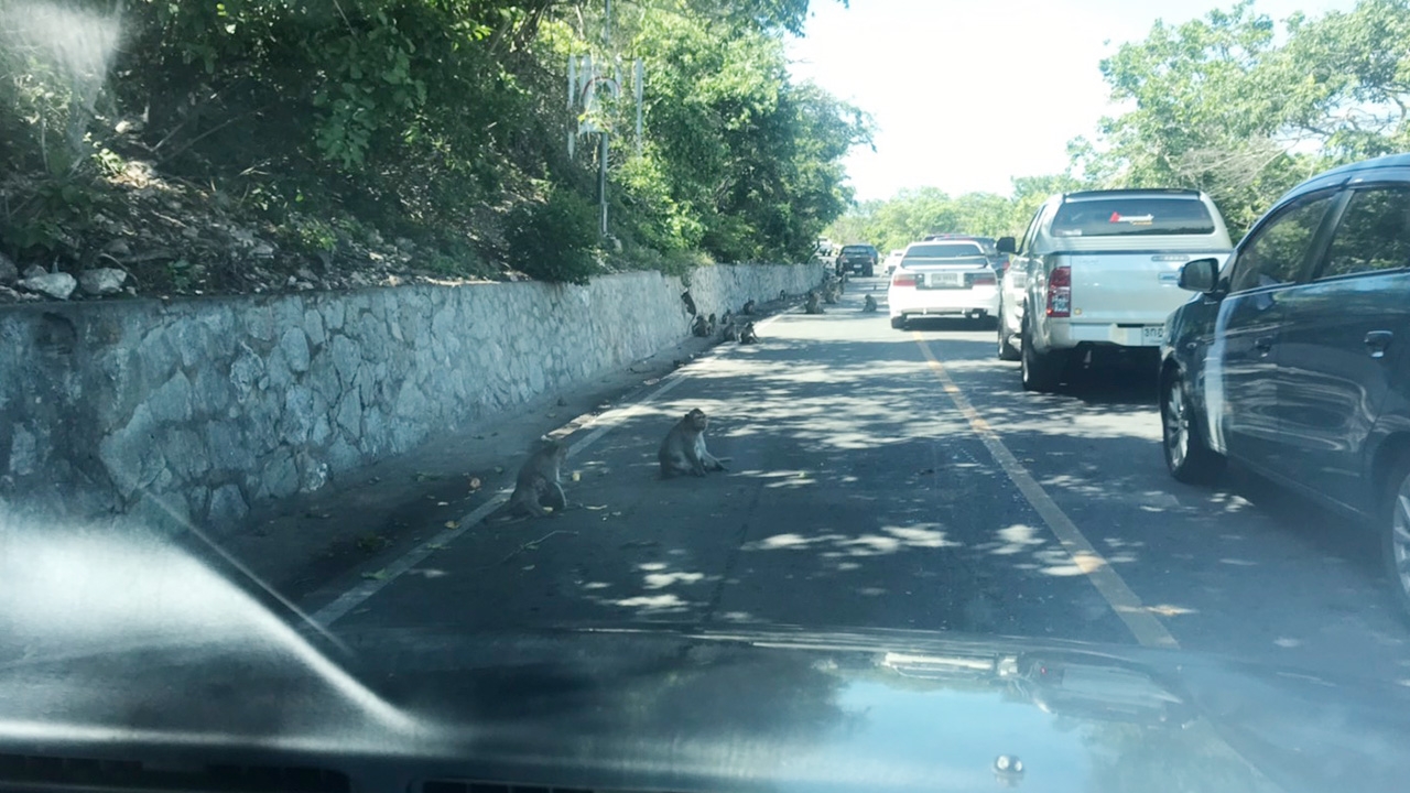 ลิงเขาสามมุข นั่งรออาหารริมถนน หลังเปิดให้นักท่องเที่ยวขึ้นเที่ยวชมได้