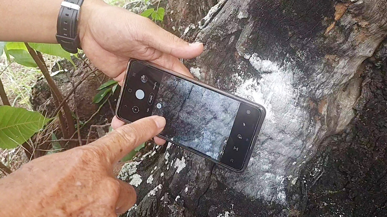 คนตาดีขอโชค "ตะเคียนทองคู่" อายุกว่า 500 ปี เห็นเลขเด็ดโผล่โคนต้น