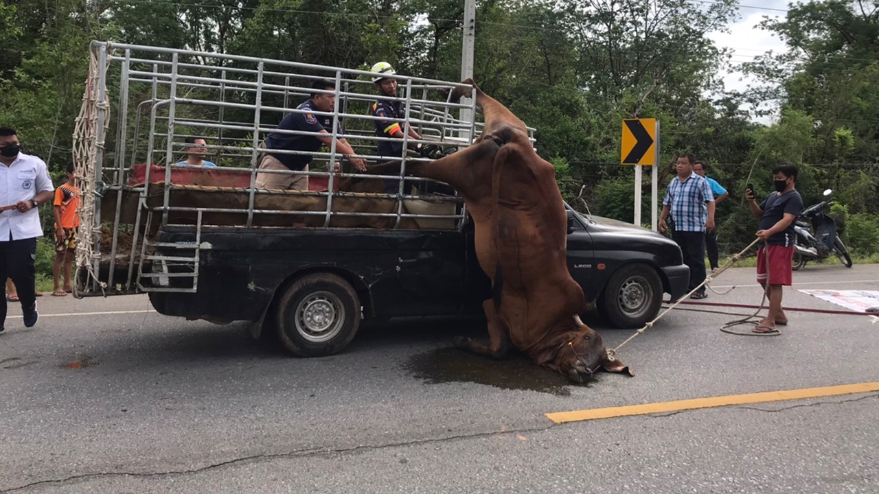 กู้ภัยชัยภูมิช่วยแม่วัวท้องแก่ ตกใจโดดจากกระบะขาติดโครงเหล็กห้อยข้างรถ