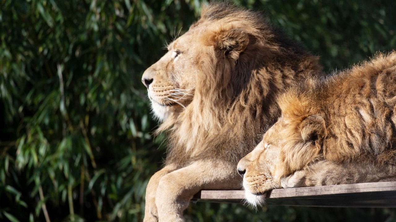 ช็อก จนท.สาวดูแลสัตว์ โดน 2 สิงโตสวนสัตว์ออสเตรเลียรุมตะปบ เจ็บสาหัส