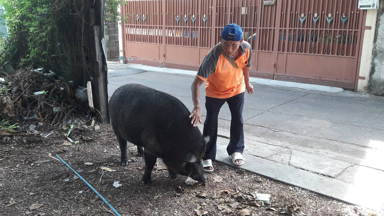 ฮือฮา 'หมูป่าแสนรู้' แห่งวัดวิเศษการ ช่วยพระบิณฑบาต ให้โชคคนถูกหวย