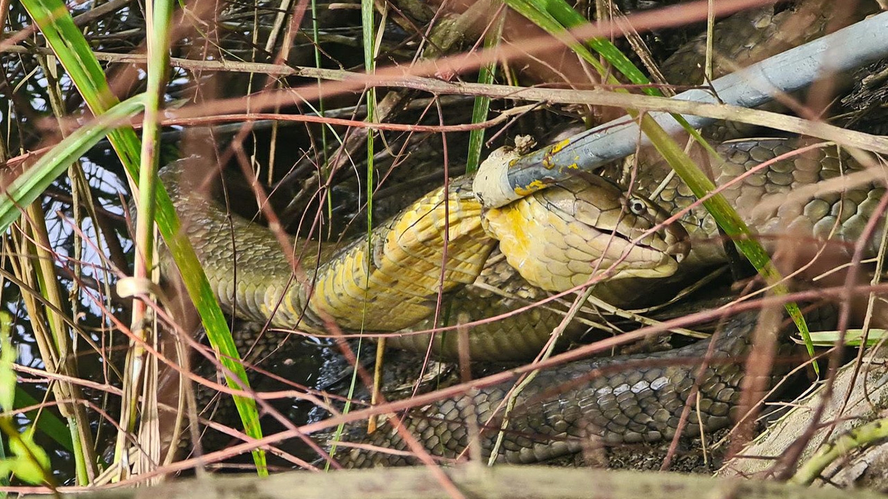 วินาทีจงอางยักษ์เตรียมเขมือบ งูเหลือมติดตาข่าย ก่อนถูกจับปล่อยธรรมชาติ