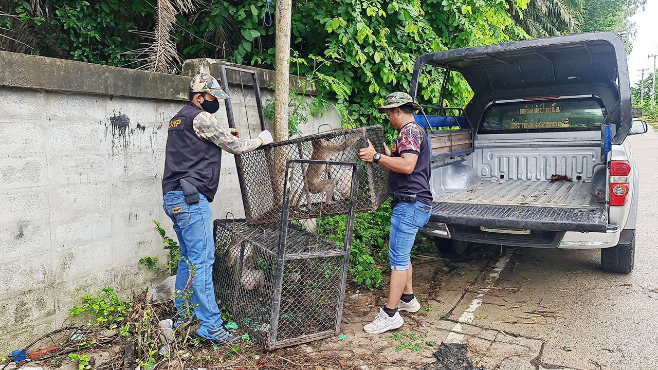 จนท.ตามรวบ 3 ลิงแสมแสบ ก่อกวนชาวบ้านนาจอมเทียน หลังฆ่าลูกหมาตาย 2 ตัว
