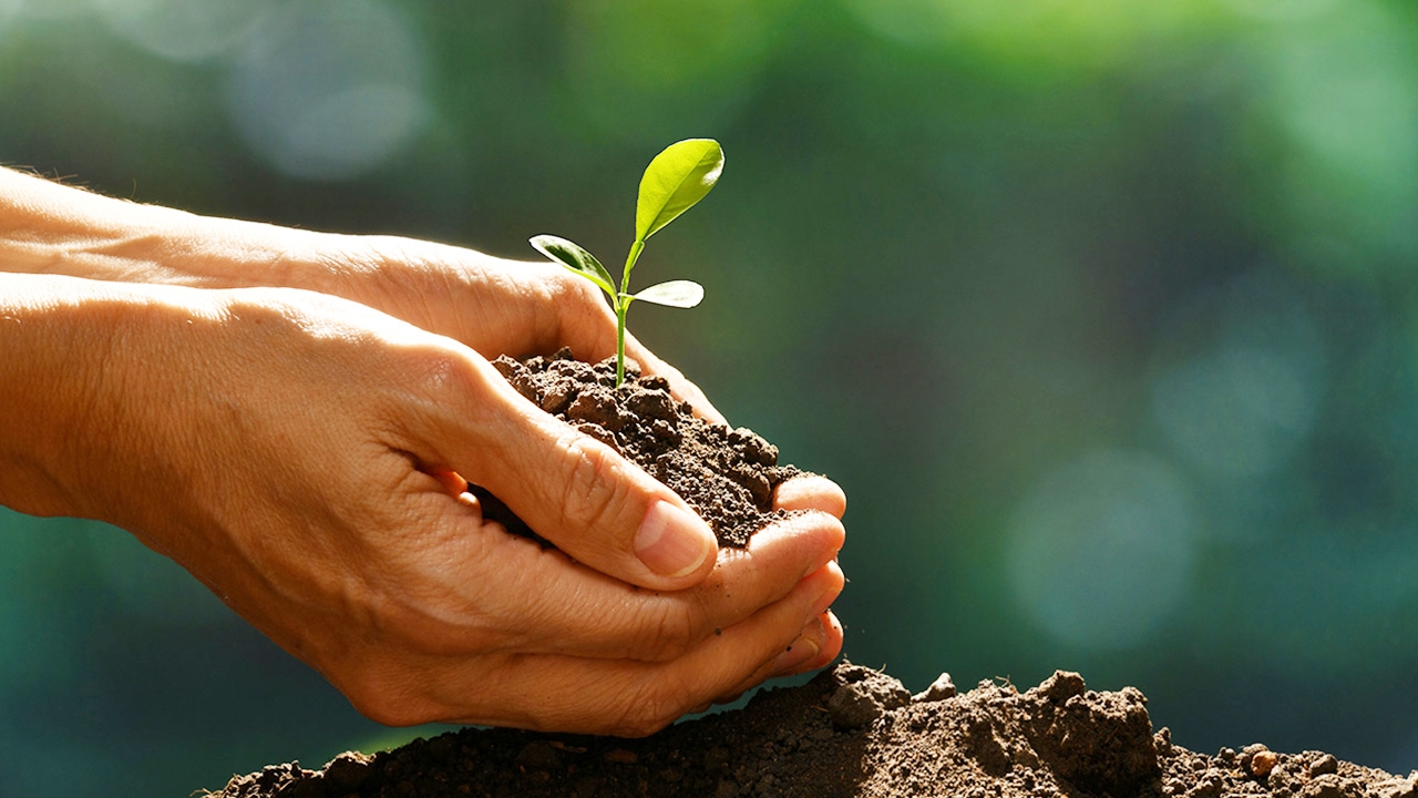 กรมป่าไม้ เปิดให้ประชาชนขอรับ "กล้าไม้พันธุ์ดี" ฟรีทั่วประเทศ