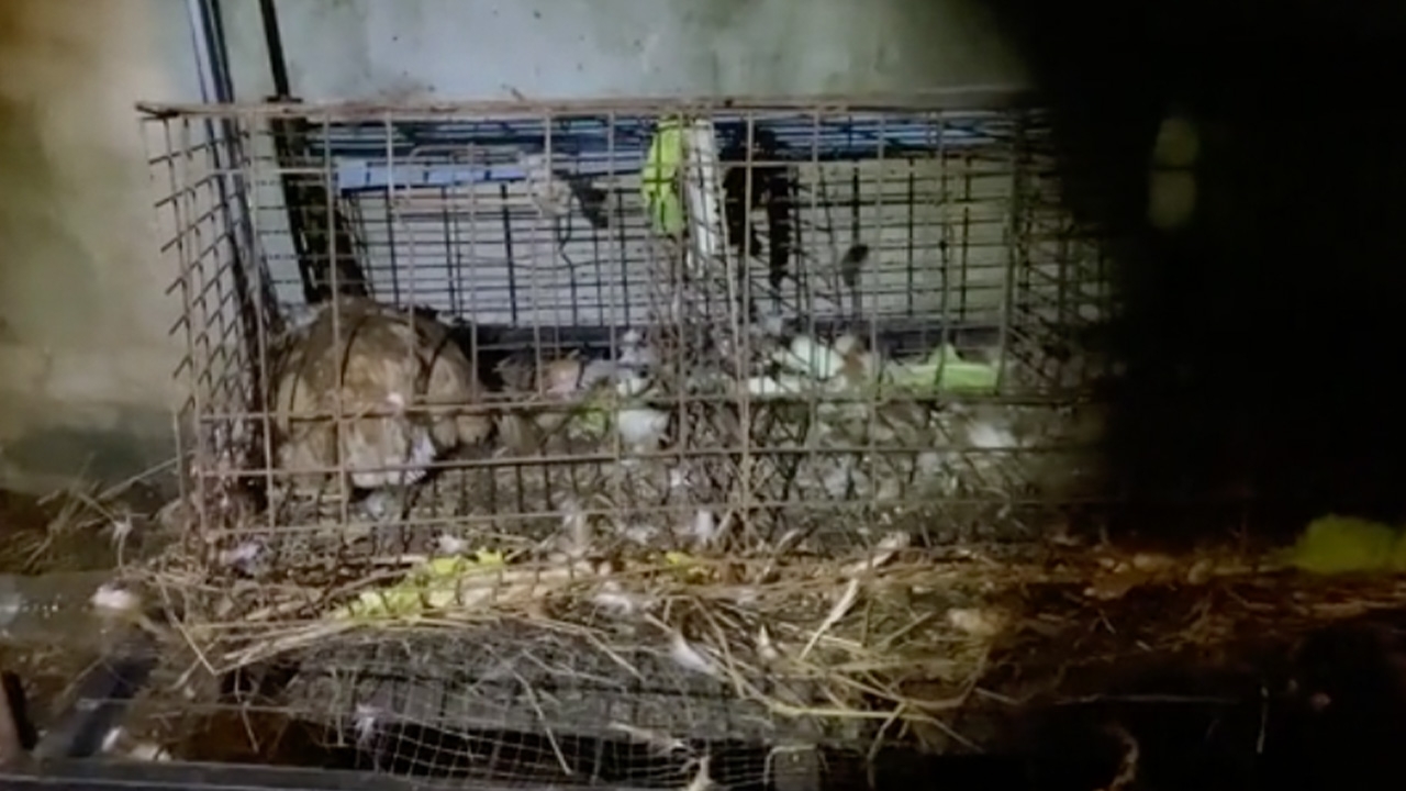 ป้าบุรีรัมย์อึ้ง ไก่ 3 ตัวตายเรียบ ทั้งที่มัดกรงอย่างดี หรือจะฝีมือสัตว์