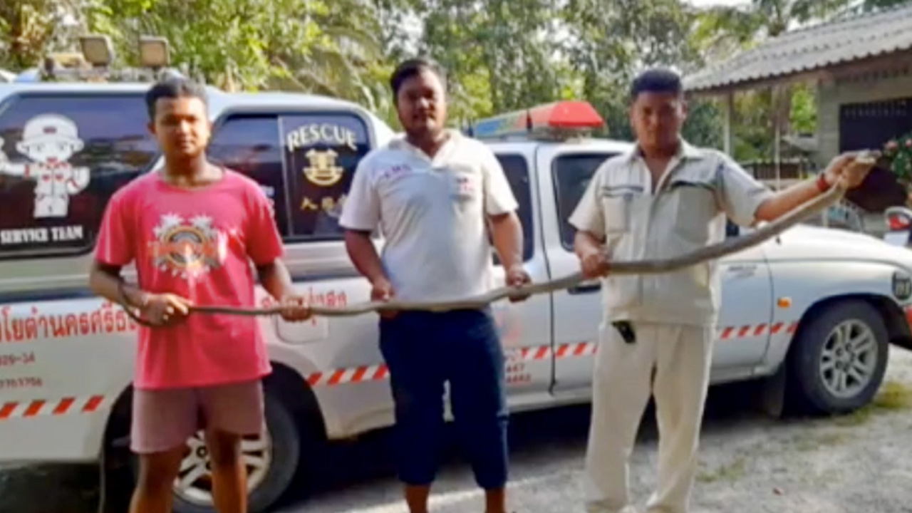 จงอางยักษ์ บุกซุกหิ้งพระ เชื่องูเจ้าที่ คอหวยไม่พลาด ส่องเลขลุ้นโชค