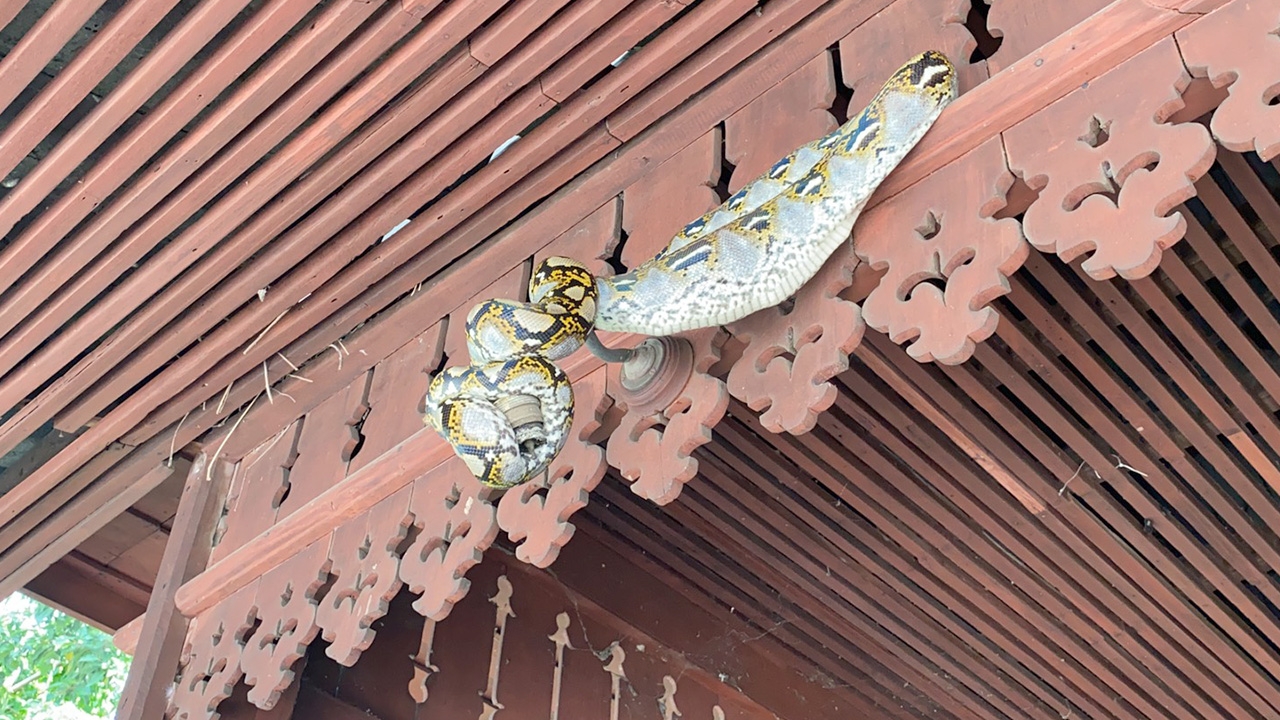 งูเหลือมพันอยู่ขื่อบ้านไม้โบราณอายุนับ 100 ปี คนรักหวยไม่พลาด เลขเด็ด