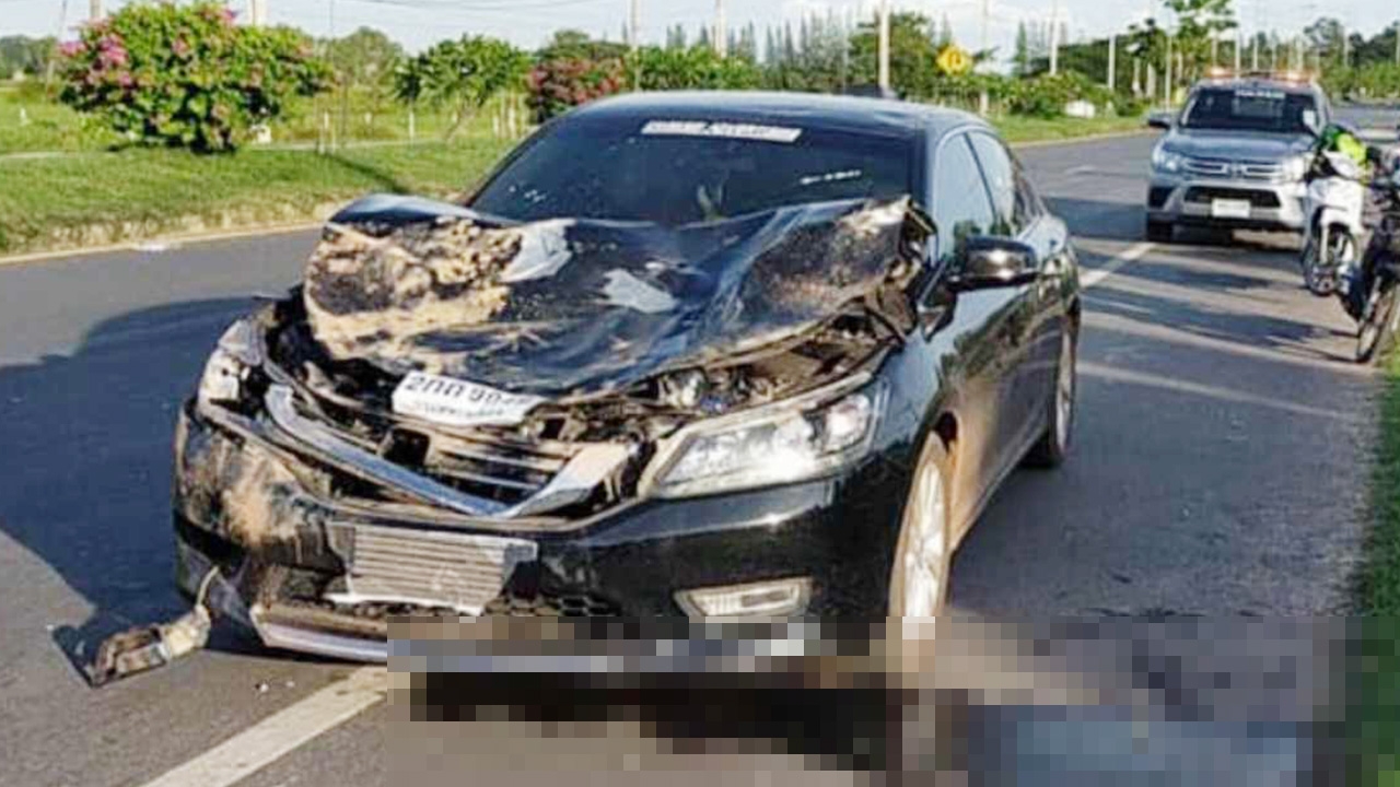 กระบือใคร วิ่งออกจากข้างทางชนรถเก๋งพังยับ ควายขาหัก