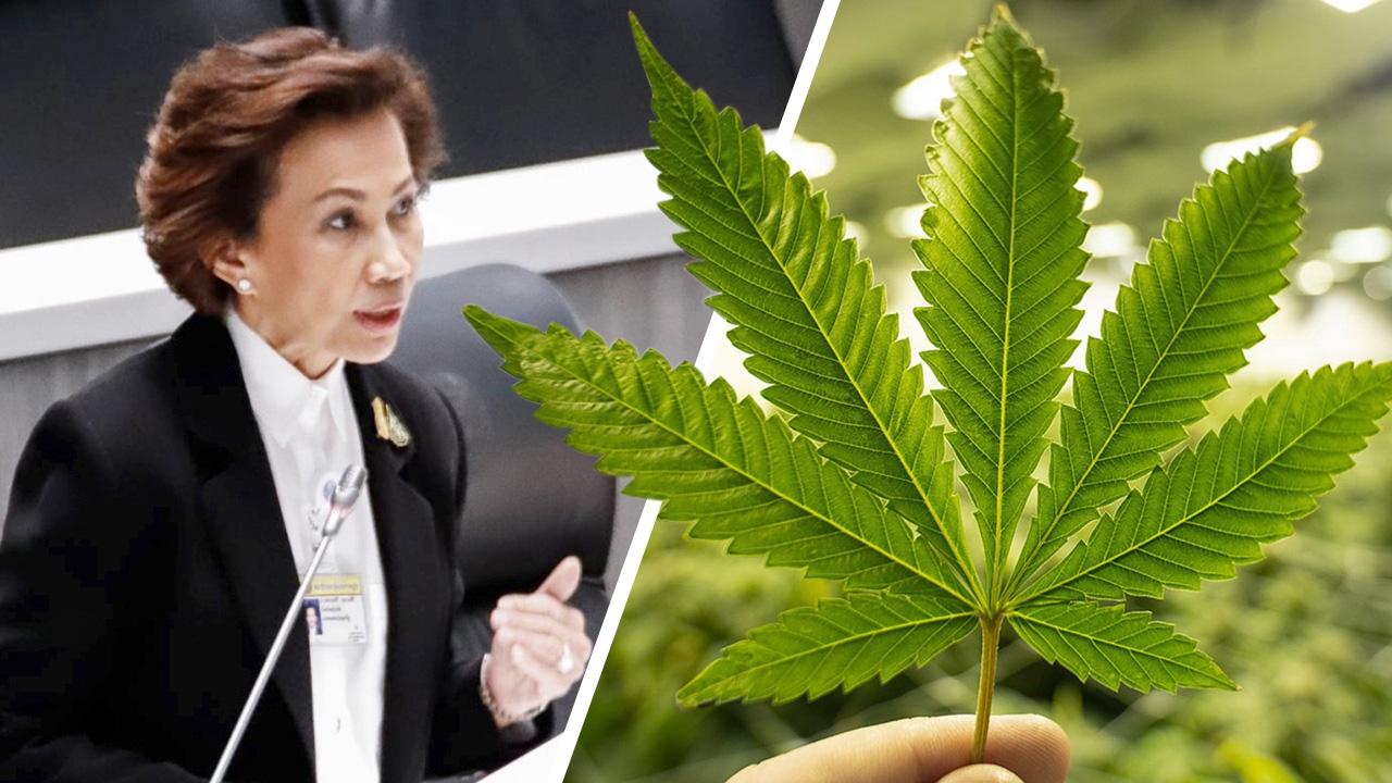ส.ส.พรรณสิริ พปชร. ขอให้เกษตรกรปลูกกัญชงแทนยาสูบ จี้ เร่งดำเนินการ