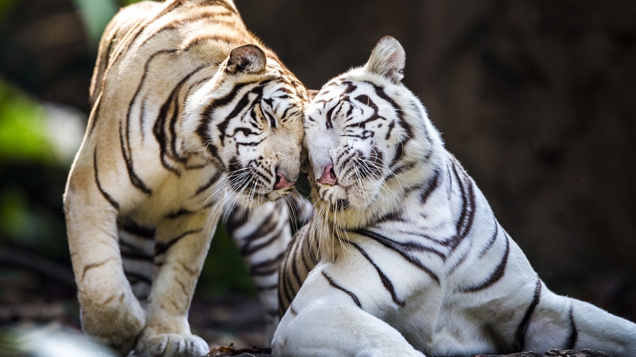 เปิด "สวนสัตว์" 6+1 เข้าฟรีถึง 30 มิ.ย. เที่ยววิถีใหม่ ย้ำต้องจองก่อนไป