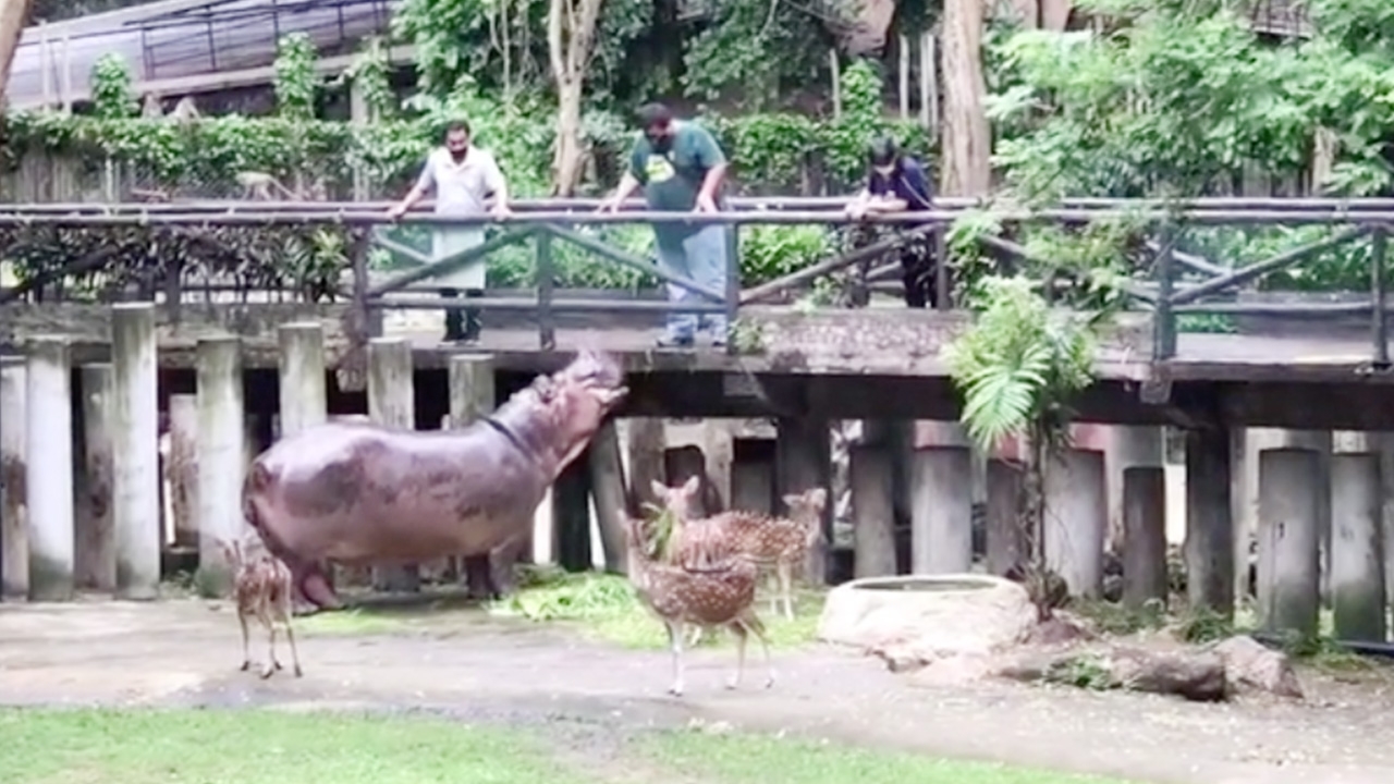 สวนสัตว์เปิดเขาเขียว เปิดเที่ยวฟรีวันแรกแบบนิวนอร์มอล หลังผ่อนปรนระยะ 4