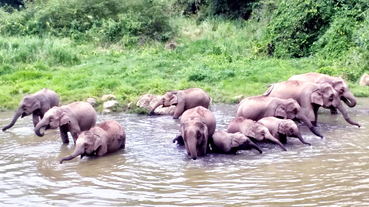 ช้างป่าละอูโขลงใหญ่อวดโฉม เล่นน้ำสนุกสนาน ก่อนรับเปิดอุทยานฯ