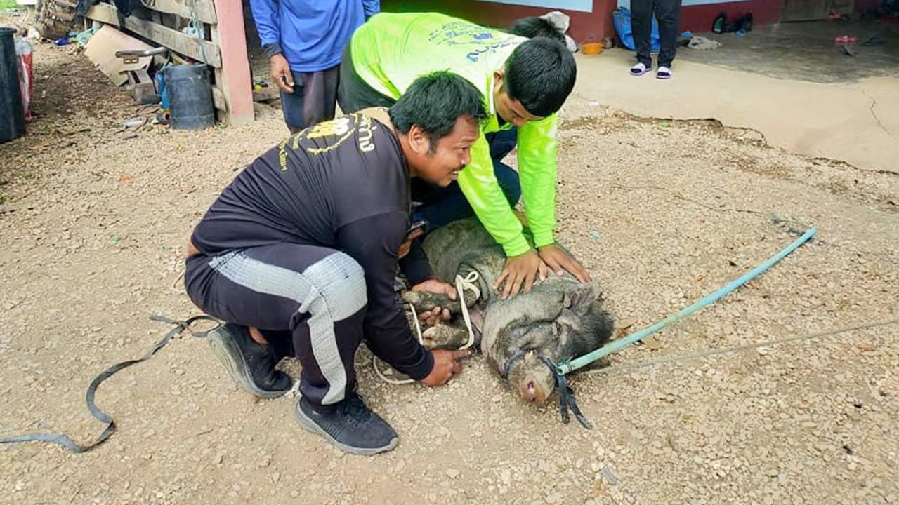 "หมูป่า" กัดแหลก เจ้าของเรียกกู้ภัยจับปล่อยวัด ออกอาการดีใจ