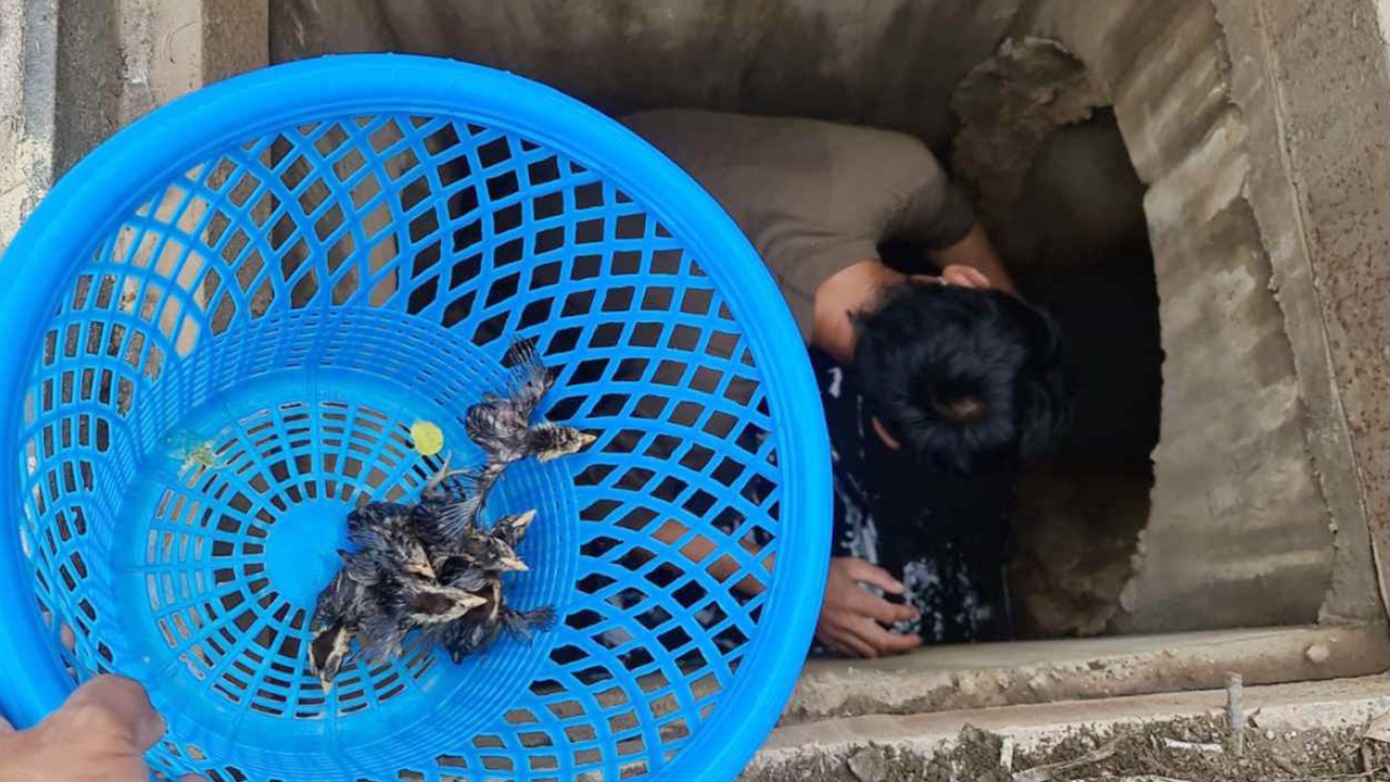 ช่วยลูกไก่ป่า 7 ตัว แม่พาเดินตกท่อที่สัตหีบ ร้องกันระงม คนรักเลขไม่พลาด 