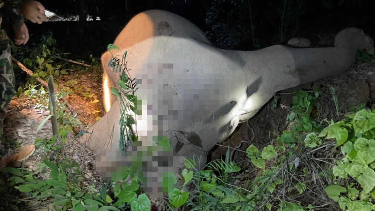 พบช้างป่ากุยบุรี ตายตัวที่ 4 รอบ 1 เดือน โดนชาวไร่ใช้ลูกซองยิงแสกหน้า