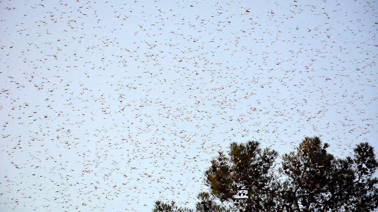 ทางการลาวเร่งฉีดยาฆ่าตั๊กแตน ฝูงจากอินเดียบุกเข้าเนปาลแล้ว