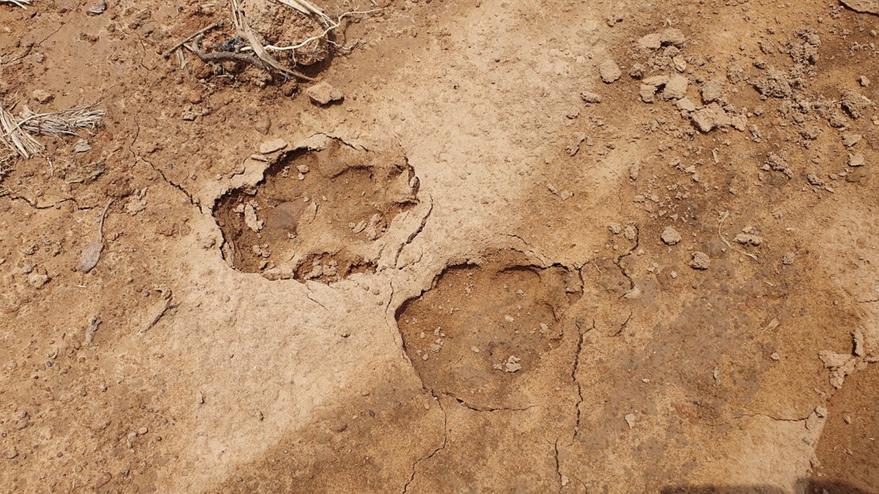 รอยเท้าสัตว์ประหลาดที่เลย ดูจากลักษณะมีขาเดียว ชาวบ้านเชื่อเป็นผีโป่ง